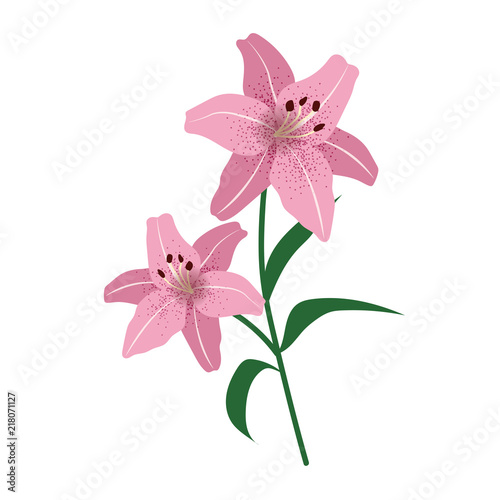 Nature flower pink lily