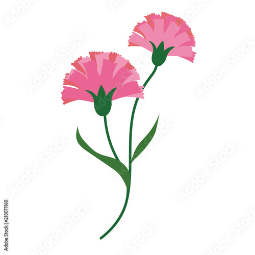 Nature flower pink carnations