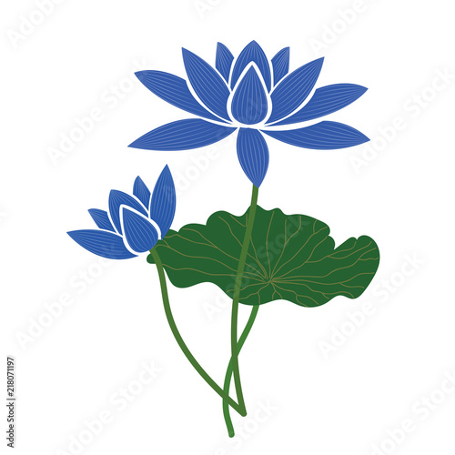 Nature flower blue lotus