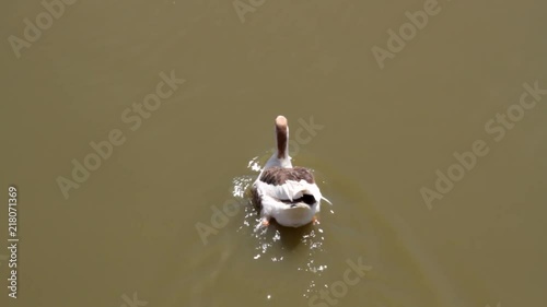 Asian domestic goose breed swims in a murky pond, geese farming, domestic bird husbandry. Domestic geese of India are bred on the basis of wild Swan goose, seen in shape of bill. Top view
 photo