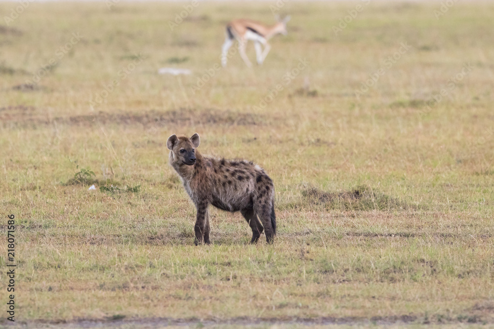 Fototapeta premium Spotted hyena in the savanna in Africa