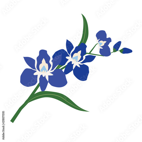 Nature flower blue orchid