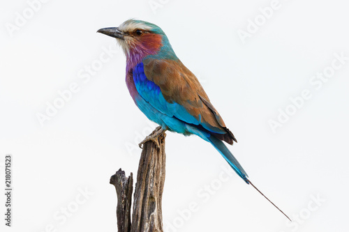 Close up of a Lilac-breasted roller sitting on a stick and looking © Lars Johansson