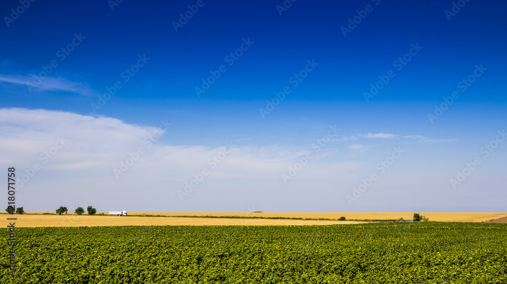 far view of a truck driving free near a field of sunflower