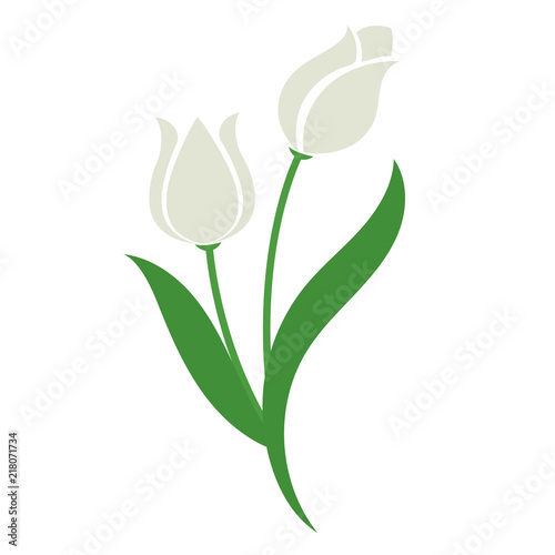 Nature flower white tulip