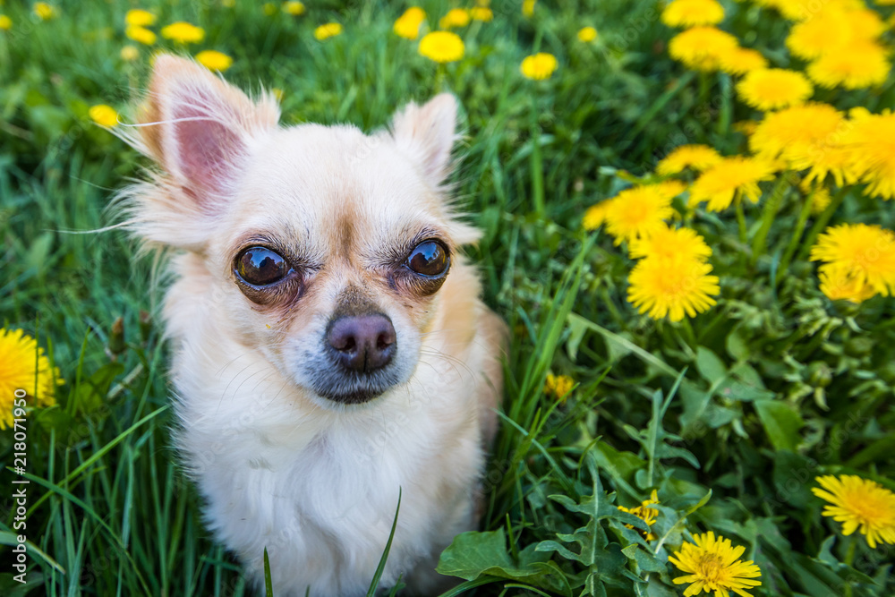 Funny looking Chihuahua in a fresh green grass full of nice yellow dandelions Funny looking Chihuahua in a fresh green grass full of nice yellow dandelions
