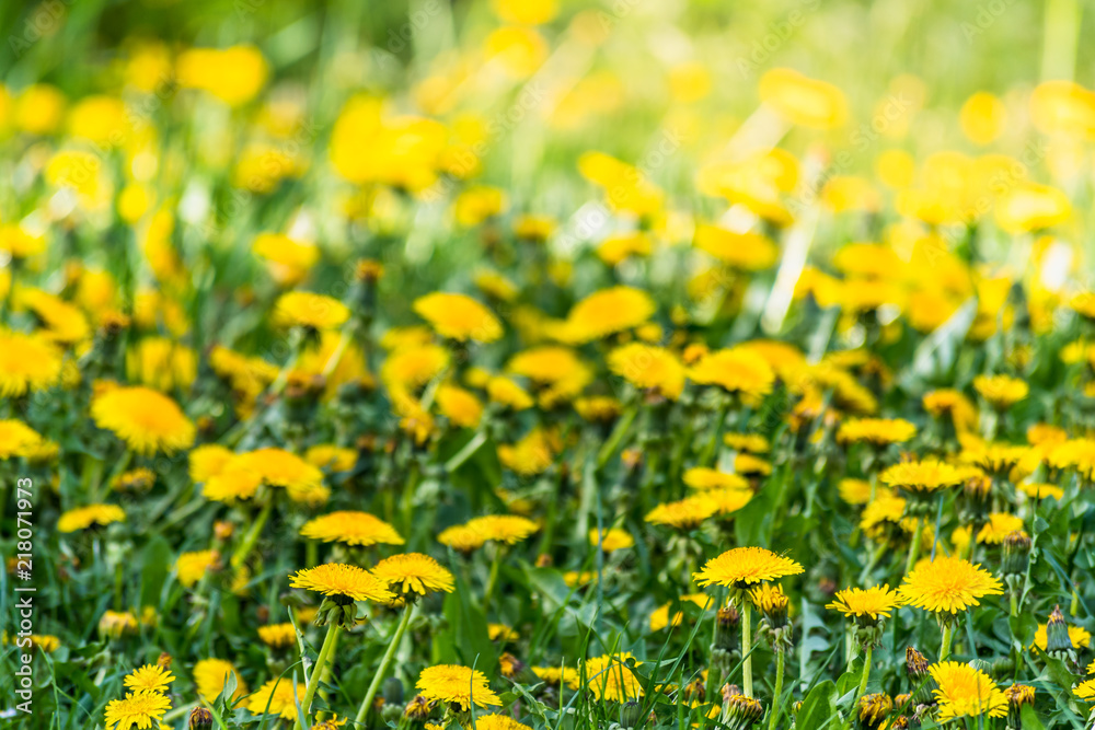 Nice field with fresh yellow dandelions and green grass