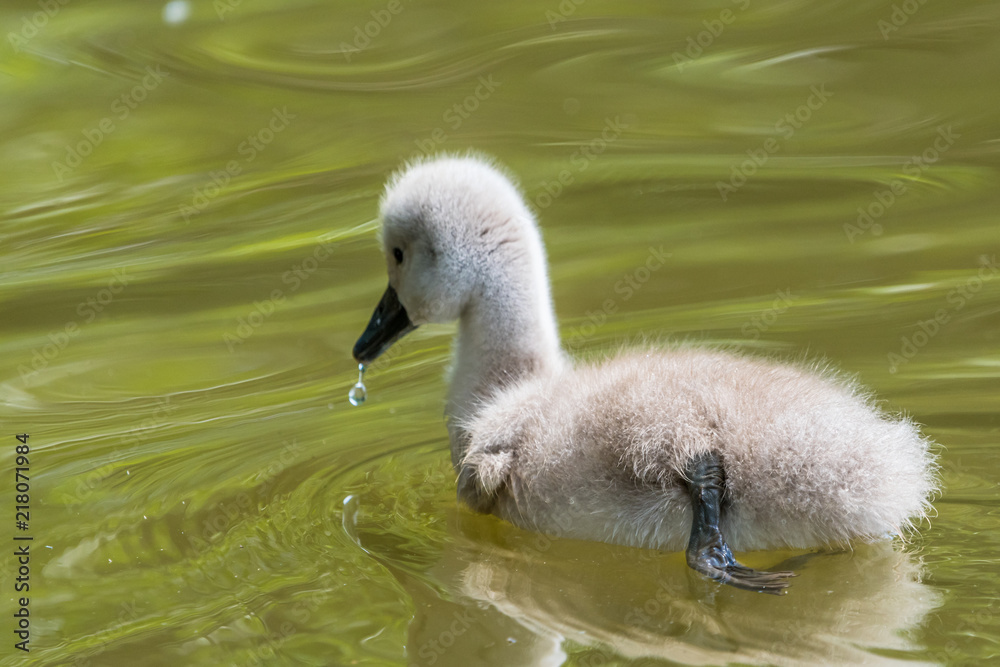 Beautiful young baby swan is swimming on a water. Beautiful young baby swan is swimming on a water.