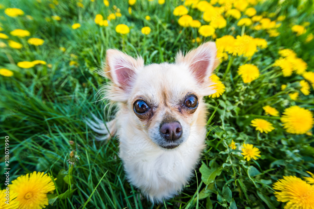 Funny looking Chihuahua in a fresh green grass full of nice yellow dandelions Funny looking Chihuahua in a fresh green grass full of nice yellow dandelions