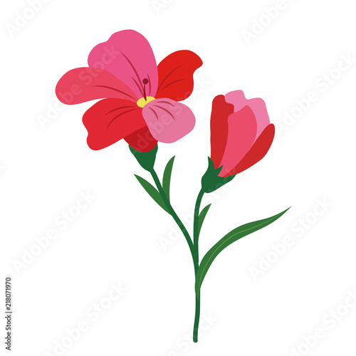Nature flower red freesia