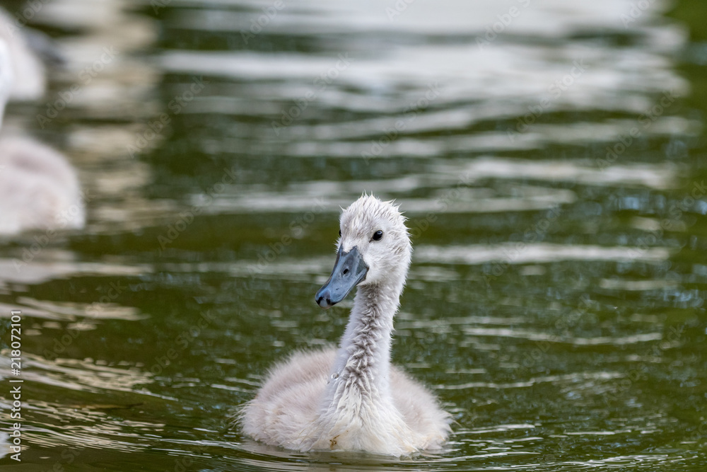 Beautiful young baby swan is swimming on a water