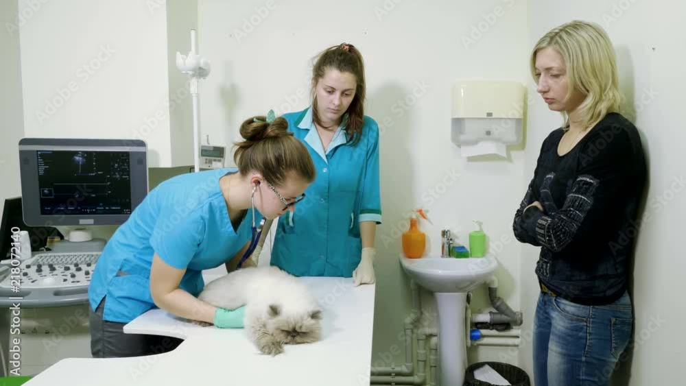 The vet examining the persian cat using stethoscope in the veterinary clinic. 4K