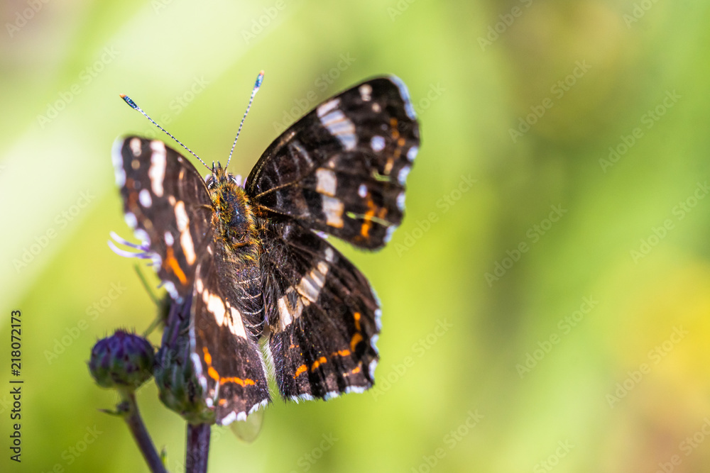 Beautiful butterfly sitting on a flower. Nice macro shot Beautiful butterfly sitting on a flower. Nice macro shot