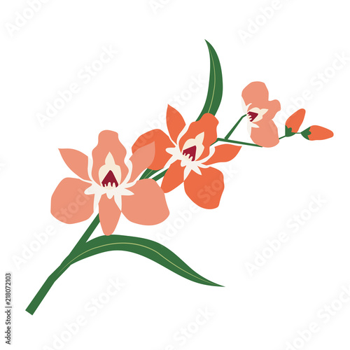 Nature flower orange orchid