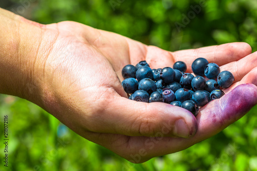 A full hand of a very tasty looking blueberries