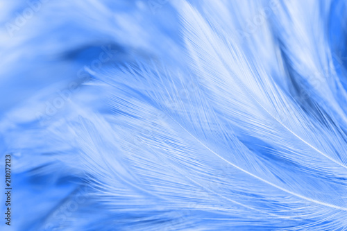 Blue chicken feathers in soft and blur style for the background