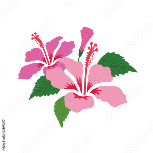 Nature flower pink hibiscus
