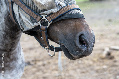 The mouth of a brown horse. Blurred background. © Jan Rozehnal