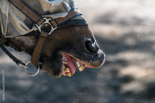 The mouth of a brown horse when smiling and showing teeth