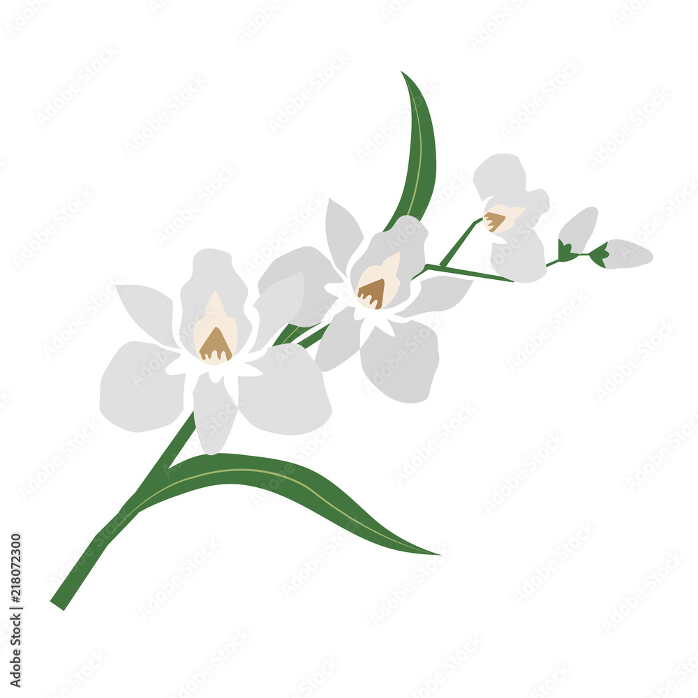 Obraz premium Nature flower white orchid