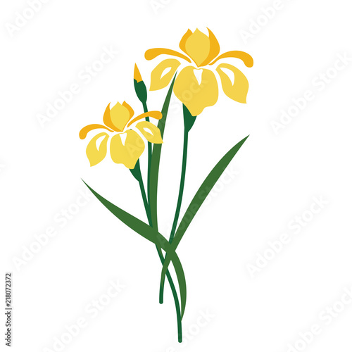 Nature flower yellow iris