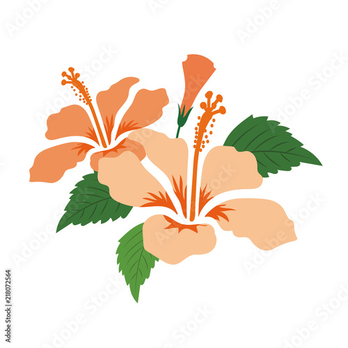 Nature flower orange hibiscus