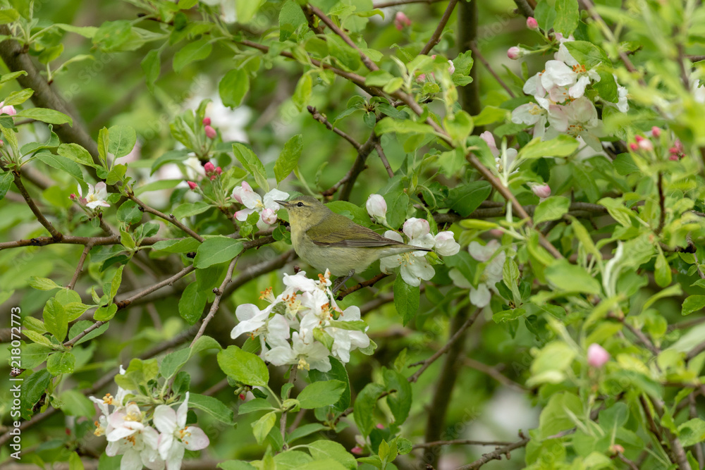 Tennesee Warbler Tennesee Warbler