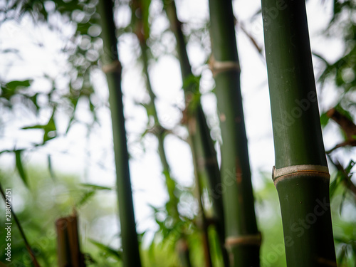 Bamboo branch in bamboo forest.