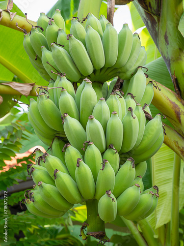 Banana tree with bunch of green raw bananas.