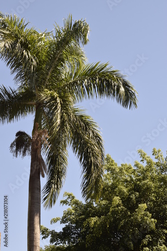Palmeira © Luis Soquetti