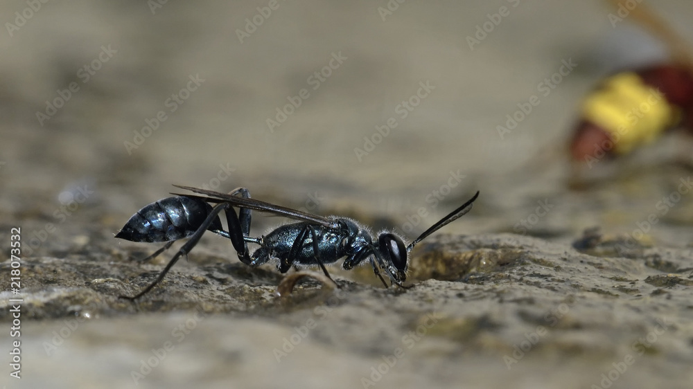 Оса пелопей кокон. Пчела-плотник xylocopa valga gerstaecker, 1872. Грязевая оса пелопей. Грязевых ос. Таракановая оса синяя.