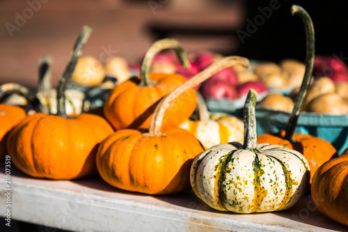 Colorful Mini pumpkins for sale at a farmer's market in the fall.