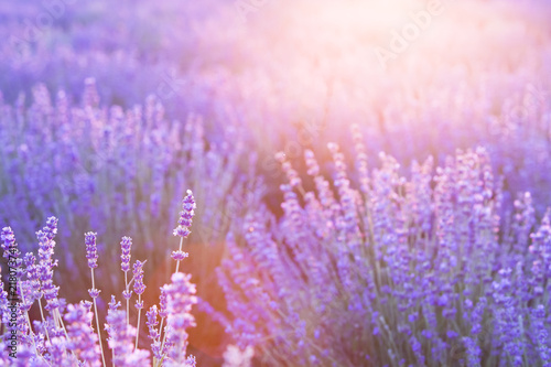 Sunset sky over a violet lavender field in Provence, France. Lavender bushes landscape on evening light.