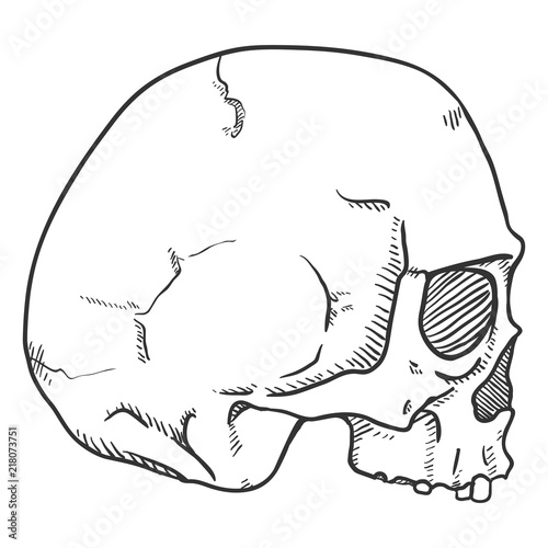 Vector Single Sketch Illustration - Human Skull without Lower Jaw