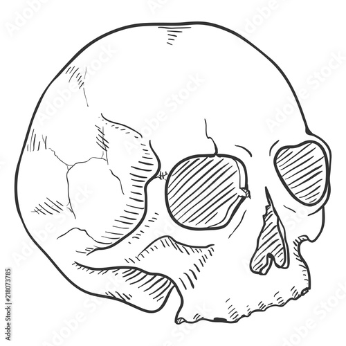 Vector Single Sketch Illustration - Human Skull without Lower Jaw