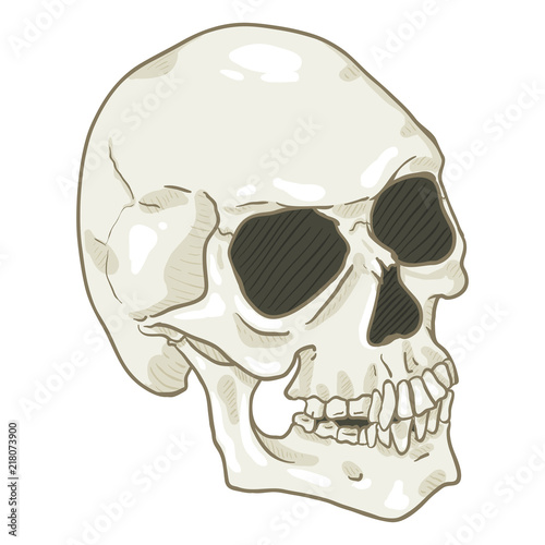 Vector Single Cartoon Illustration - White Human Skull