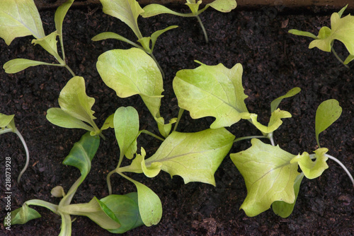 Seedlings of salad in fertile soil in self made pot from paper milk bottles, on windowsill. Spring is coming and farmers working in greenhouse  
 photo