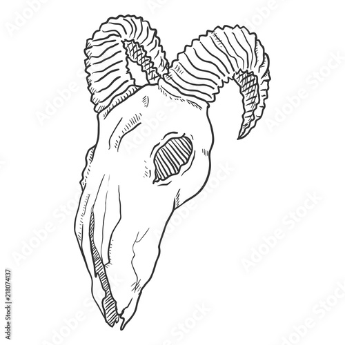 Vector Sketch Illustration - Skull of Goat. Dead Animal.