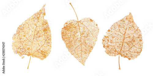 Set of golden leaves skeletons. Fallen foliage for autumn designs. Natural leaf of aspen and birch. Vector illustration