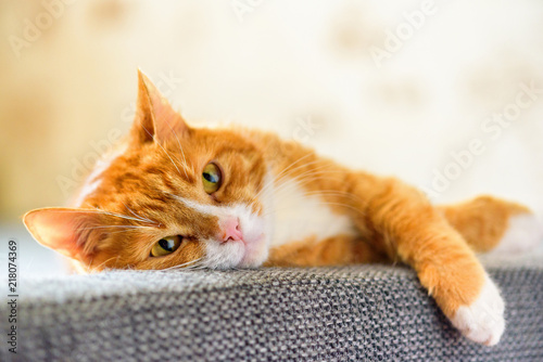 Fotografia, Obraz portrait domestic red cat lying on the sofa