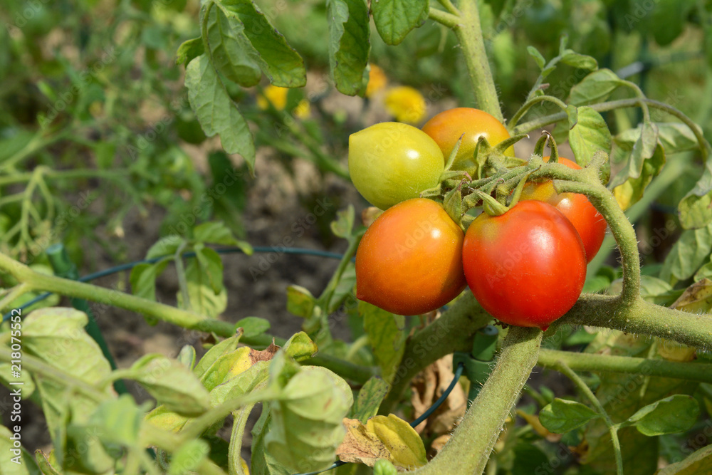 Small truss of tomatoes, ripening from green to red