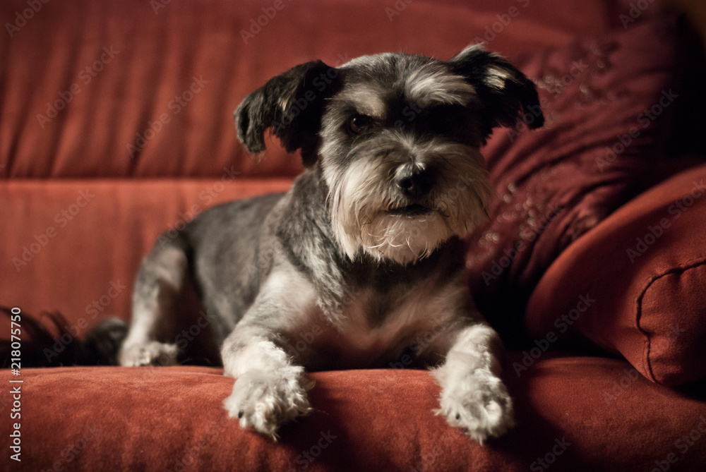 Cane rasato sul'attenti seduto su un divano