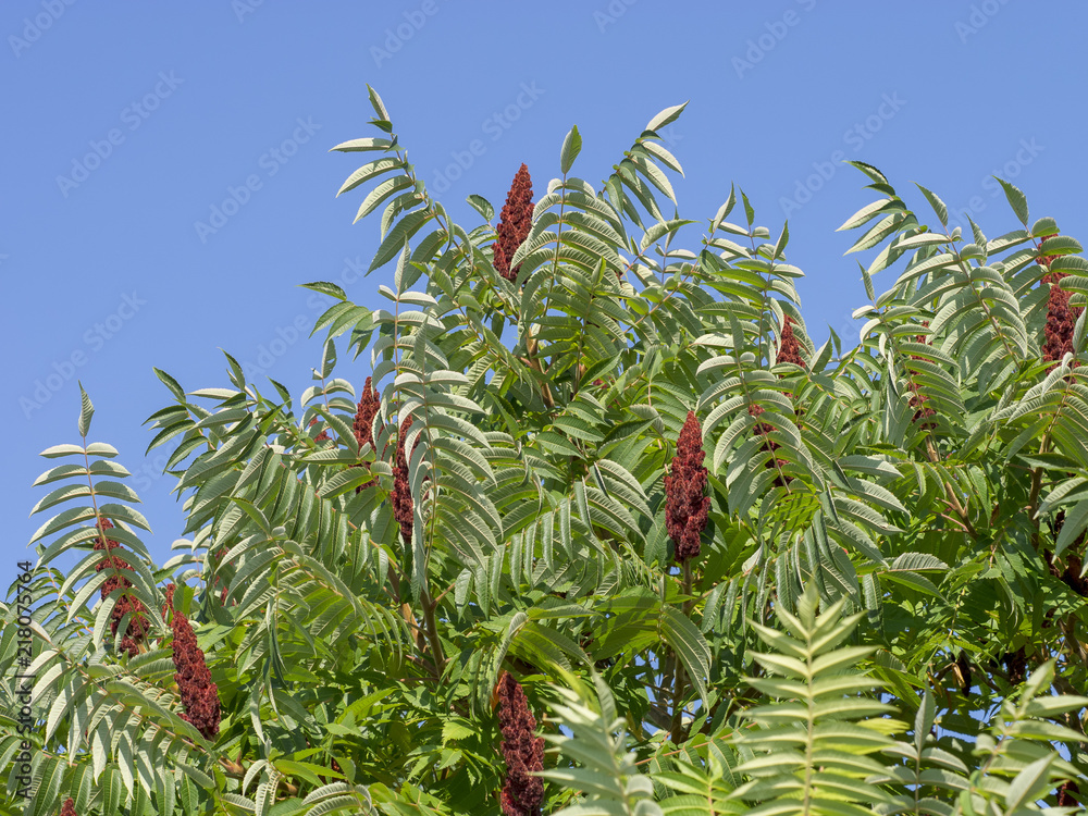 Rhus typhina. Le sumac vinaigrier ou sumac de virginie Stock Photo