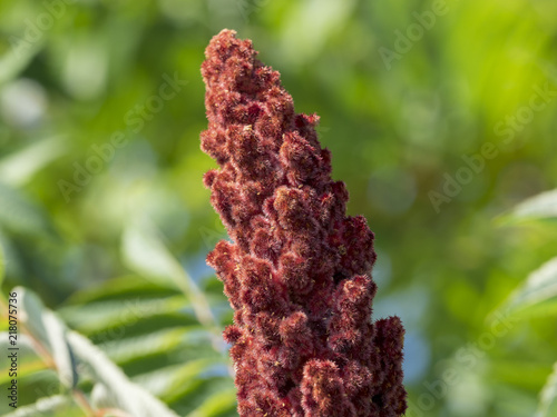 Rhus typhina. Le sumac vinaigrier ou sumac de virginie photo