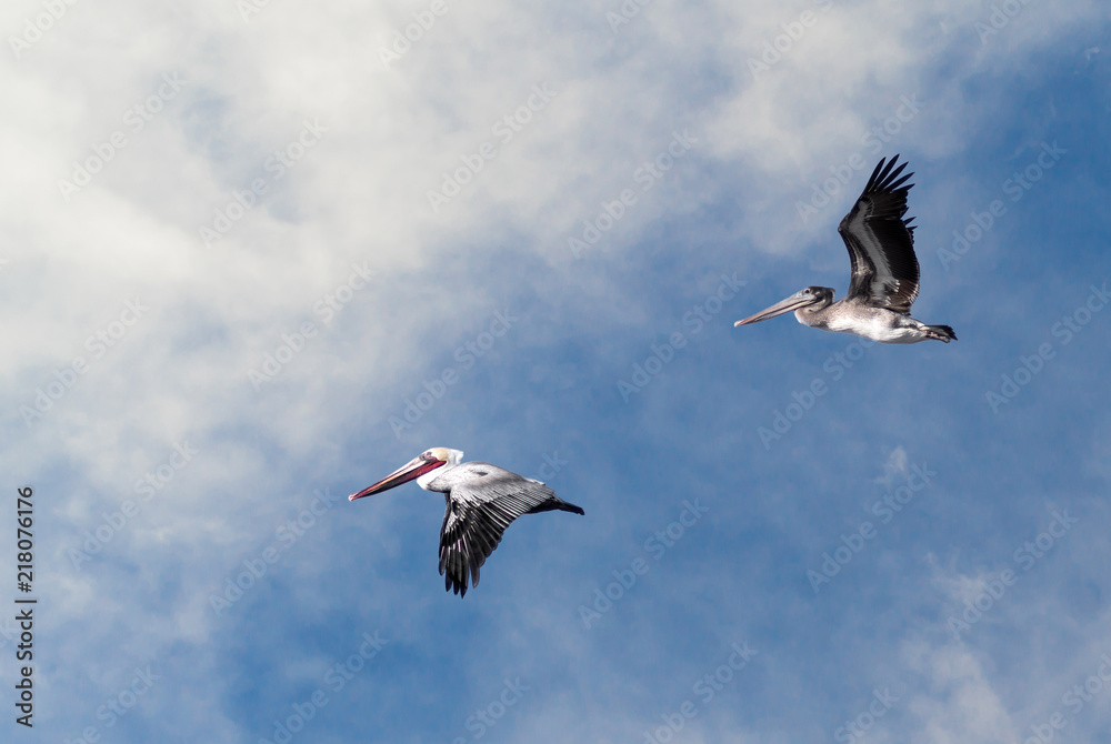 Obraz premium Pair of Pelicans in flight against a partly cloudy sky.