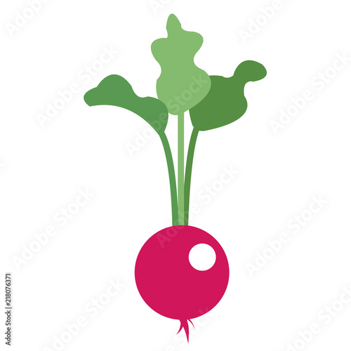 Nature organic vegetable Radish