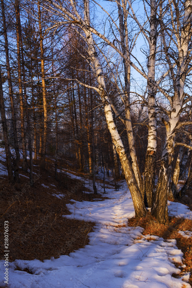 Forest landscape. Birch and snow trail. Forest landscape. Birch and snow trail.