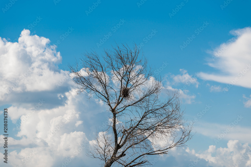 Dried poplar tree, beautiful blue sky with white clouds background. Dried poplar tree, beautiful blue sky with white clouds background.