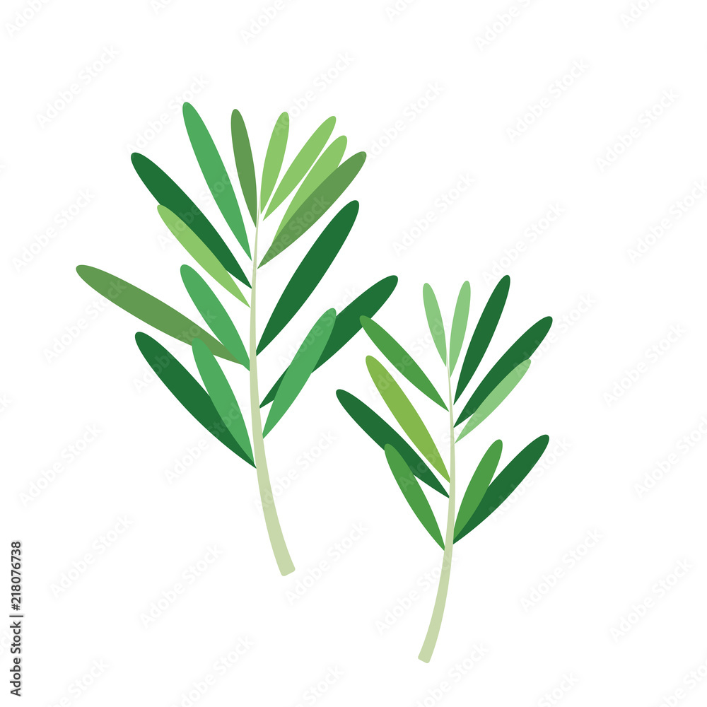 Nature organic vegetable Rosemary Nature organic vegetable Rosemary