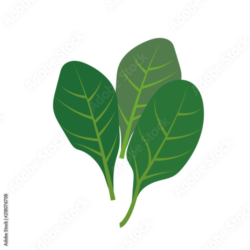 Nature organic vegetable Spinach